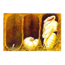 Abeille - Carte d'André Buzin - 1