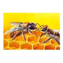 Abeille - Carte d'André Buzin - 2
