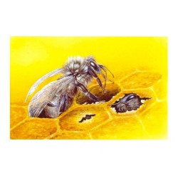 Abeille - Carte d'André Buzin - 3