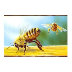 Abeille - Carte d'André Buzin - 4