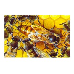 Abeille - Carte d'André Buzin - 5