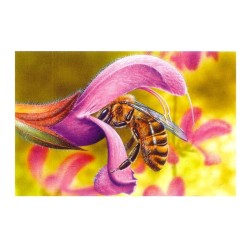 Abeille - Carte d'André Buzin - 6