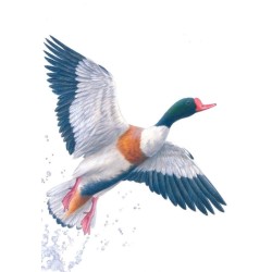 Tadorne de Belon - Série Réserve naturelle du Zwin - Carte d'André Buzin