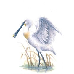Spatule blanche - Série Réserve naturelle du Zwin - Carte d'André Buzin
