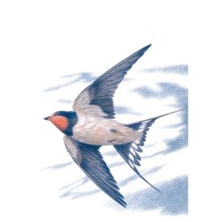 Hirondelle rustique - Série Réserve naturelle du Zwin - Carte d'André Buzin