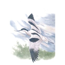 Avocette élégante - Série Réserve naturelle du Zwin - Carte d'André Buzin