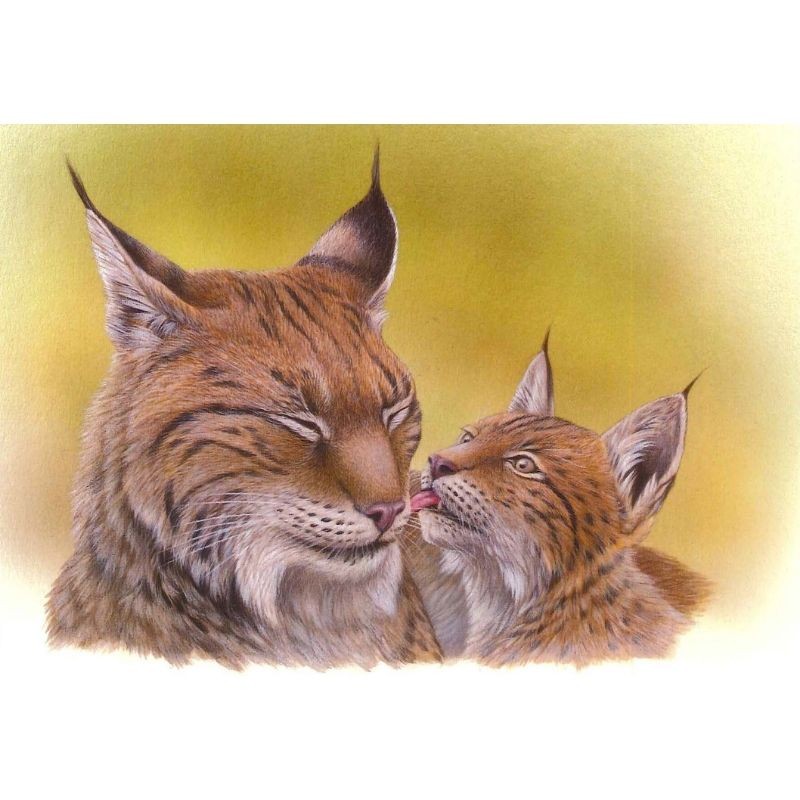 Lynx - Série Jeunes mammifères sauvages - Carte d'André Buzin