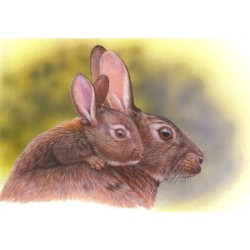 Lapin de garenne - Série Jeunes mammifères sauvages - Carte d'André Buzin