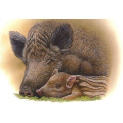 Sanglier - Série Jeunes mammifères sauvages - Carte d'André Buzin