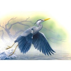 Héron cendré - Série oiseaux en mouvement - Carte d'André Buzin