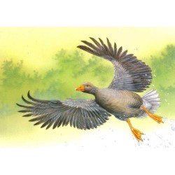 Oie cendrée - Série oiseaux en mouvement - Carte d'André Buzin