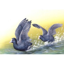 Foulque macroule - Série oiseaux en mouvement - Carte d'André Buzin