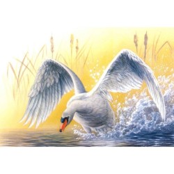 Cygne tuberculé - Série oiseaux en mouvement - Carte d'André Buzin