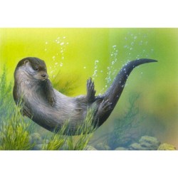 Loutre - Série Mammifères en mouvement - Carte d'André Buzin