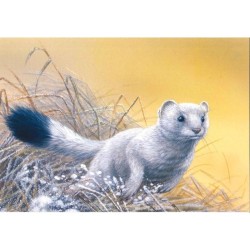 Hermine - Série Mammifères en mouvement - Carte d'André Buzin