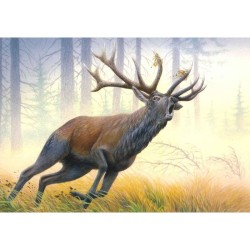 Cerf élaphe - Série Mammifères en mouvement - Carte d'André Buzin