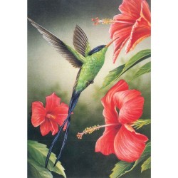 Colibri à tête noire - Carte d'André Buzin