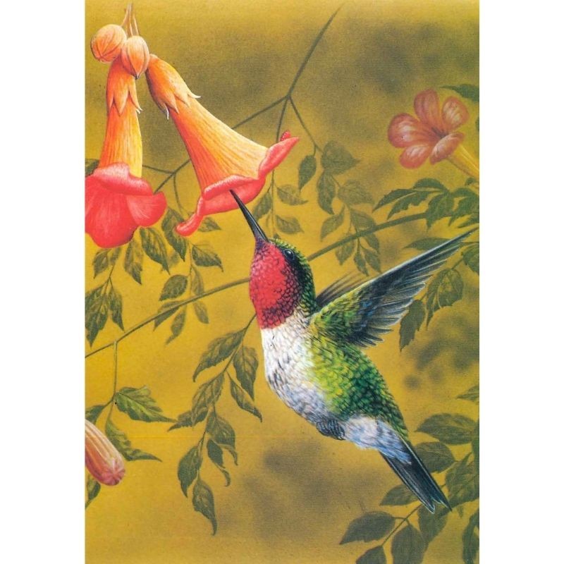 Colibri Petit Rubis - Carte d'André Buzin