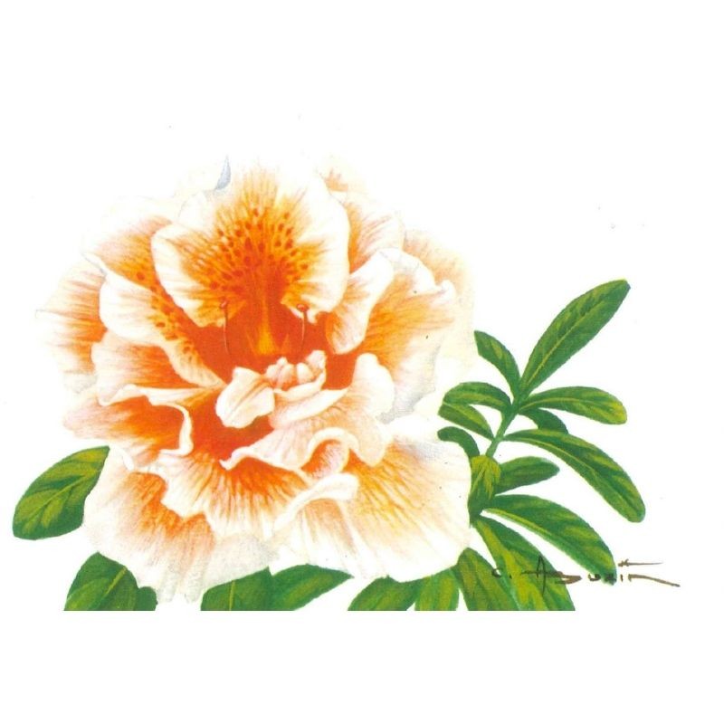 Fleur Rhododendron simsii (Azalée) - Carte d'André Buzin