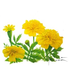 Fleur Tagetes (Oeillet d'Inde) - Carte d'André Buzin