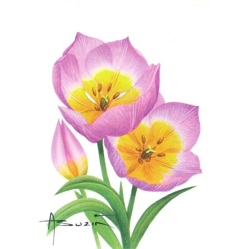 Fleur Tulipe (Tulipa) - Carte d'André Buzin - 1