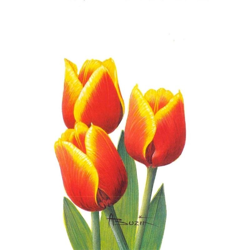 Fleur Tulipe (Tulipa) - Carte d'André Buzin - 2