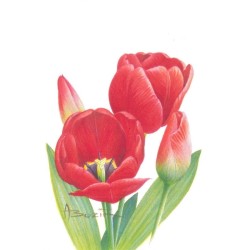 Fleur Tulipe (Tulipa) - Carte d'André Buzin - 3