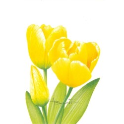 Fleur Tulipe (Tulipa) - Carte d'André Buzin - 4