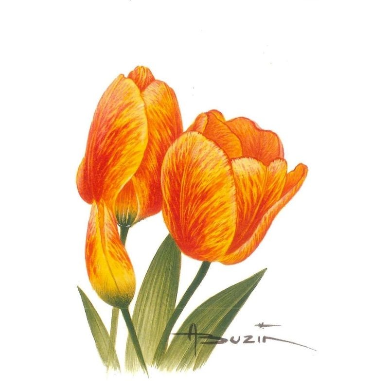 Fleur Tulipe (Tulipa) - Carte d'André Buzin - 5