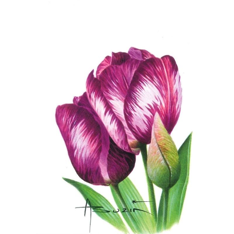 Fleur Tulipe (Tulipa) - Carte d'André Buzin - 6