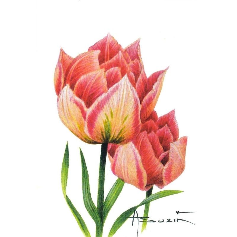 Fleur Tulipe (Tulipa) - Carte d'André Buzin - 7