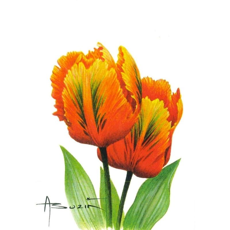 Fleur Tulipe (Tulipa) - Carte d'André Buzin - 8