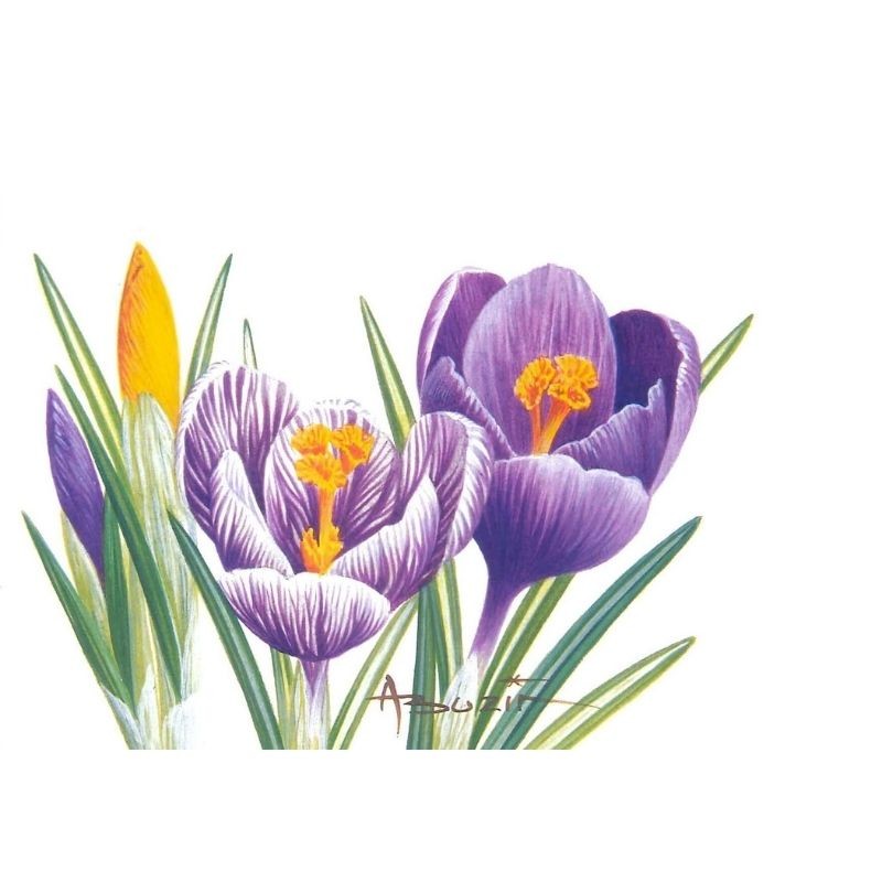 Fleur Crocus - Carte d'André Buzin