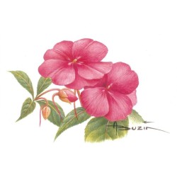 Fleur Impatience (Impatiens) ou Balsamine - Carte d'André Buzin
