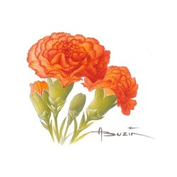Fleur Oeillet (Dianthus) - Carte d'André Buzin