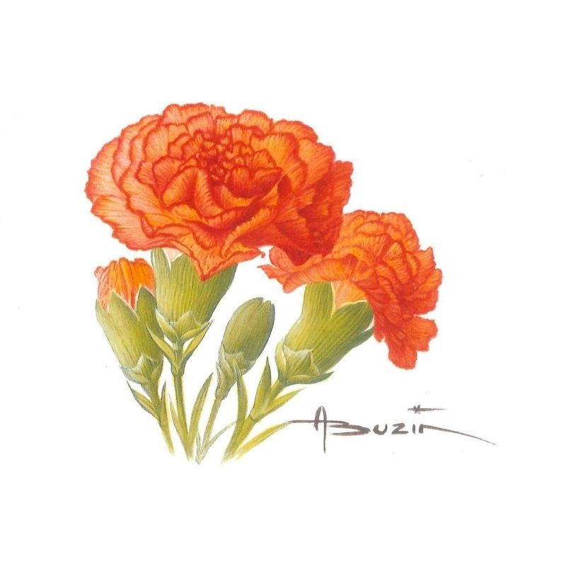 Fleur Oeillet (Dianthus) - Carte d'André Buzin