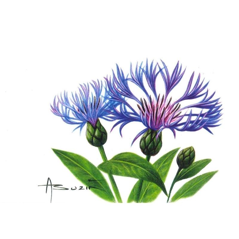 Fleur Centaurée (Centaurea) - Carte d'André Buzin