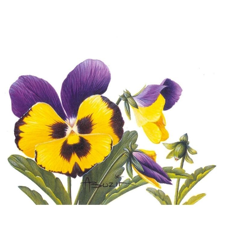 Fleur Pensée (Viola) - Carte d'André Buzin