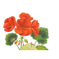 Fleur Géranium (Pelargonium) - Carte d'André Buzin