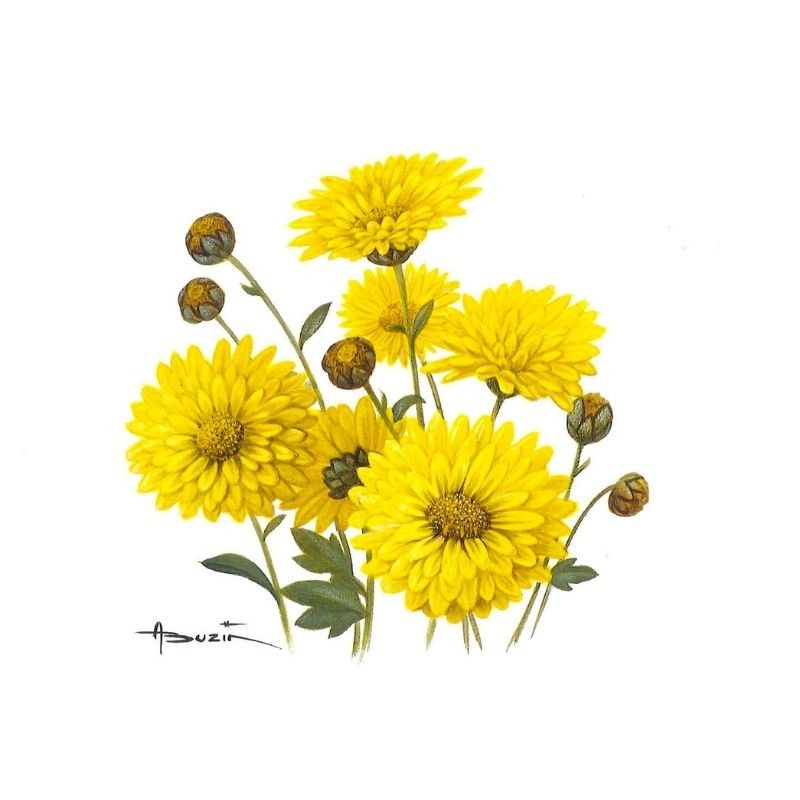 Fleur Chrysanthème (Chrysanthemum) - Carte d'André Buzin