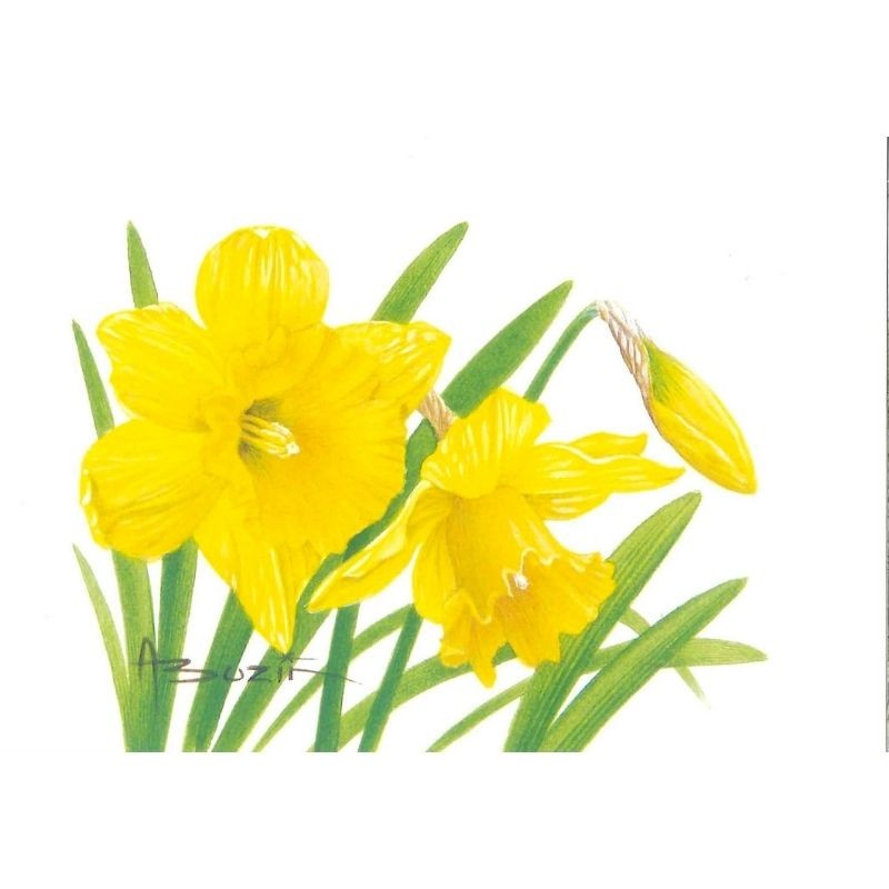 Fleur Narcisse (Narcissus) - Carte d'André Buzin