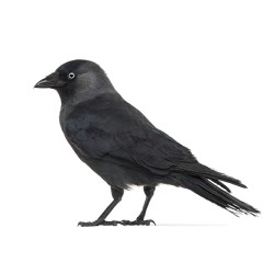 Nichoir pour Choucas des tours n°29 - Schwegler (252/5)