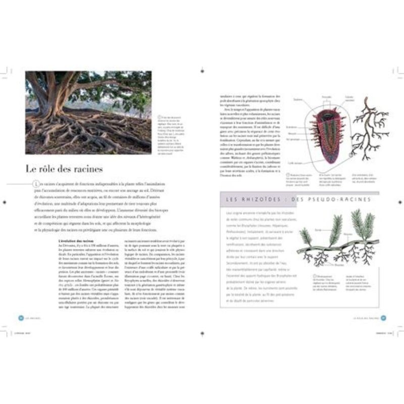 Comprendre les plantes et les arbres - Formes, diversité, stratégies de survie