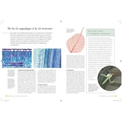 Comprendre les plantes et les arbres - Formes, diversité, stratégies de survie Comprendre les plantes et les arbres - Formes, diversité, stratégies de survie