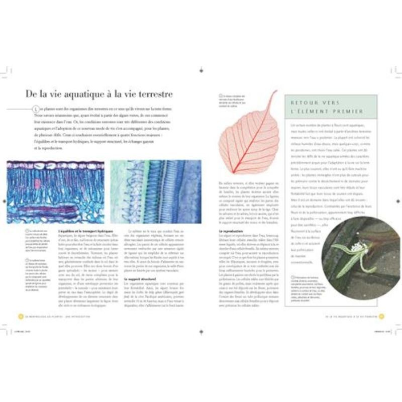 Comprendre les plantes et les arbres - Formes, diversité, stratégies de survie