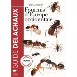 Fourmis d'Europe occidentale