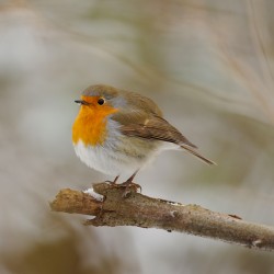 Membre hors Belgique (format électronique)