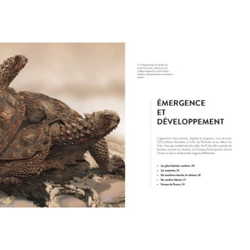 La vie secrète des tortues