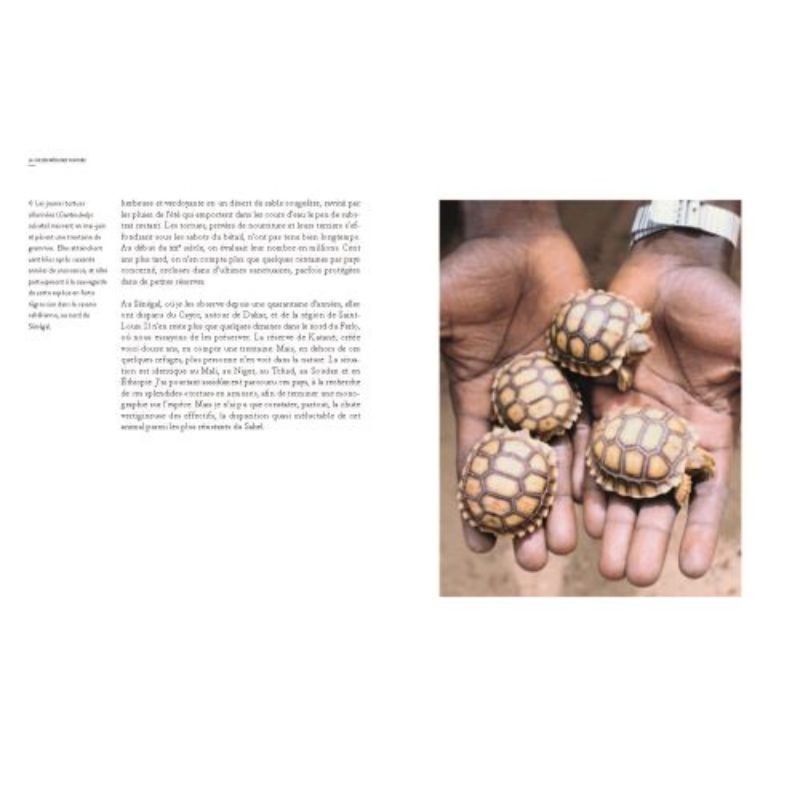 La vie secrète des tortues