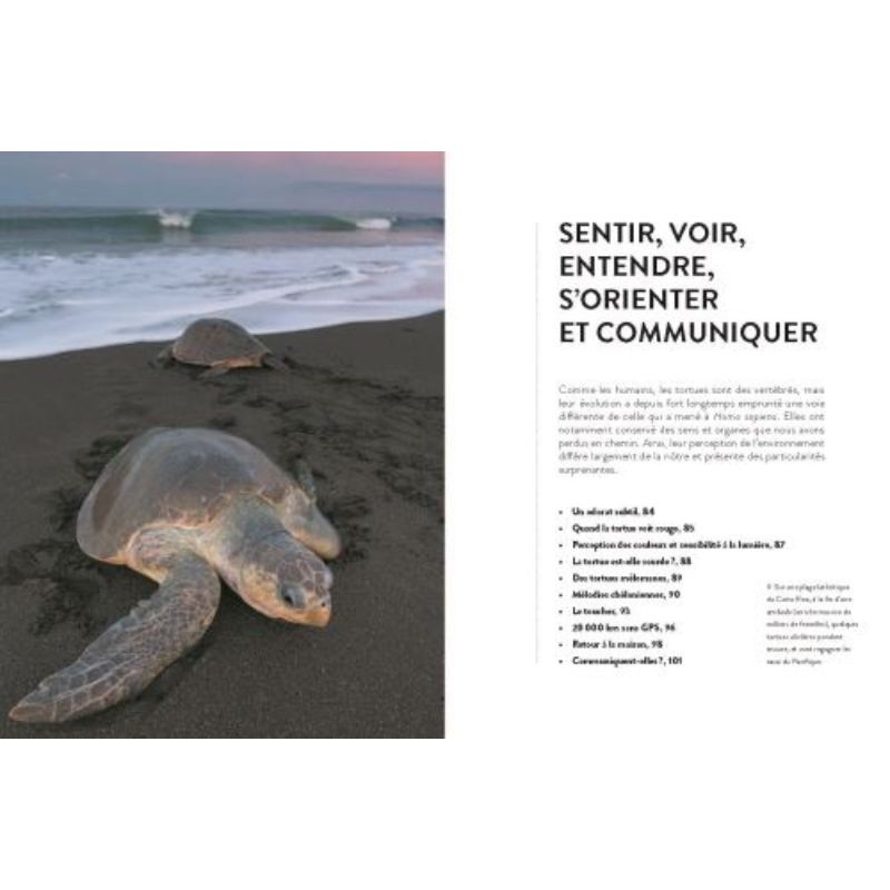 La vie secrète des tortues